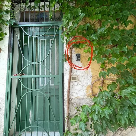 Araucaria * Tropea